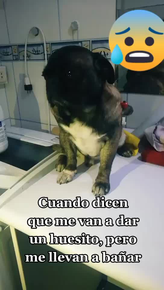 @Norka Elizabeth The Pug
