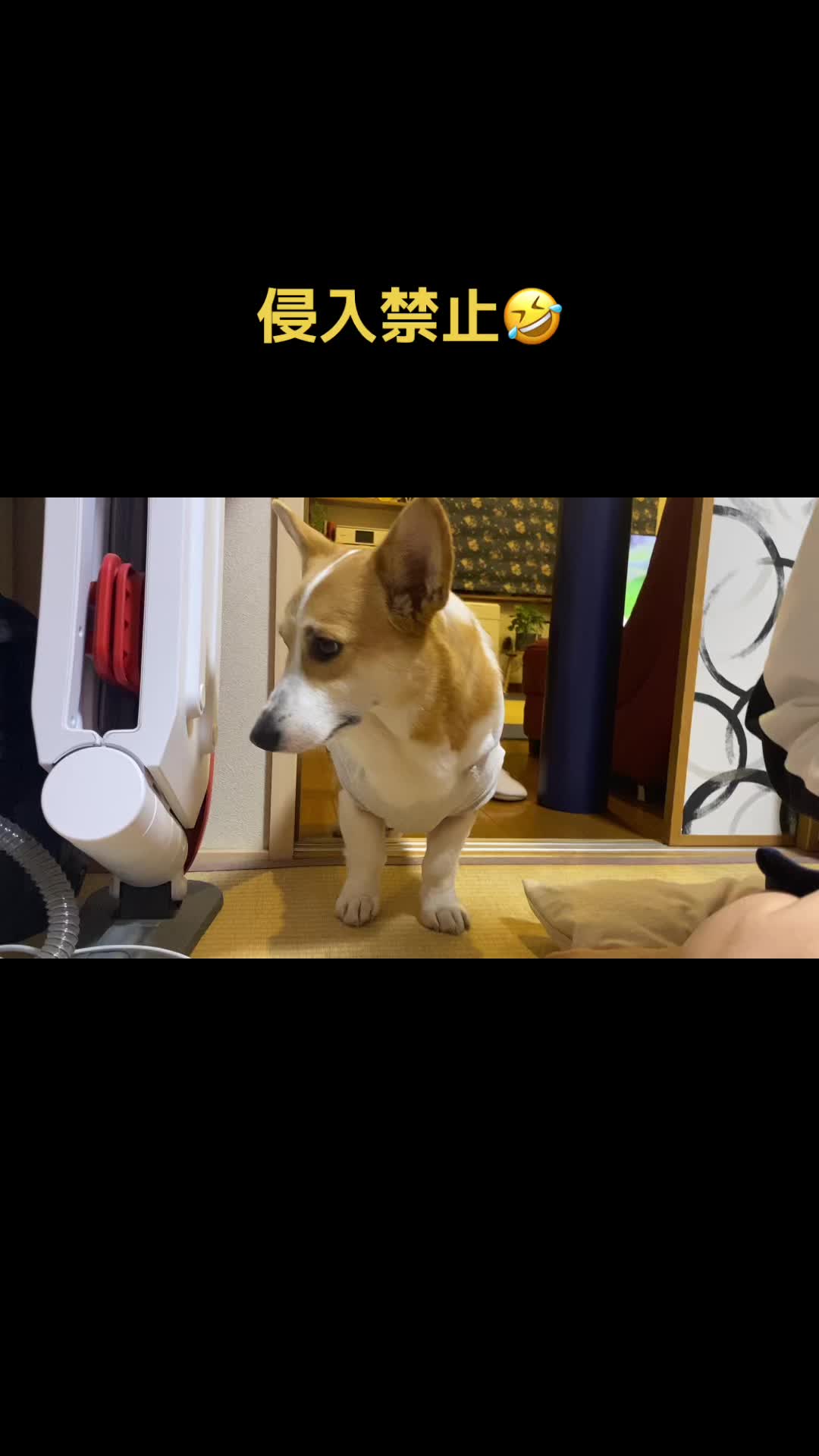 @コーギー犬のホープくん