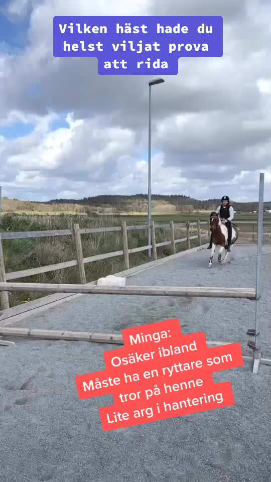 @Hästar