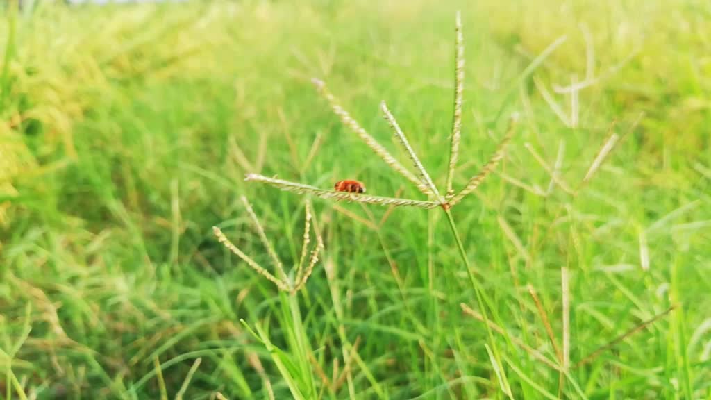 @R.saran agriculture