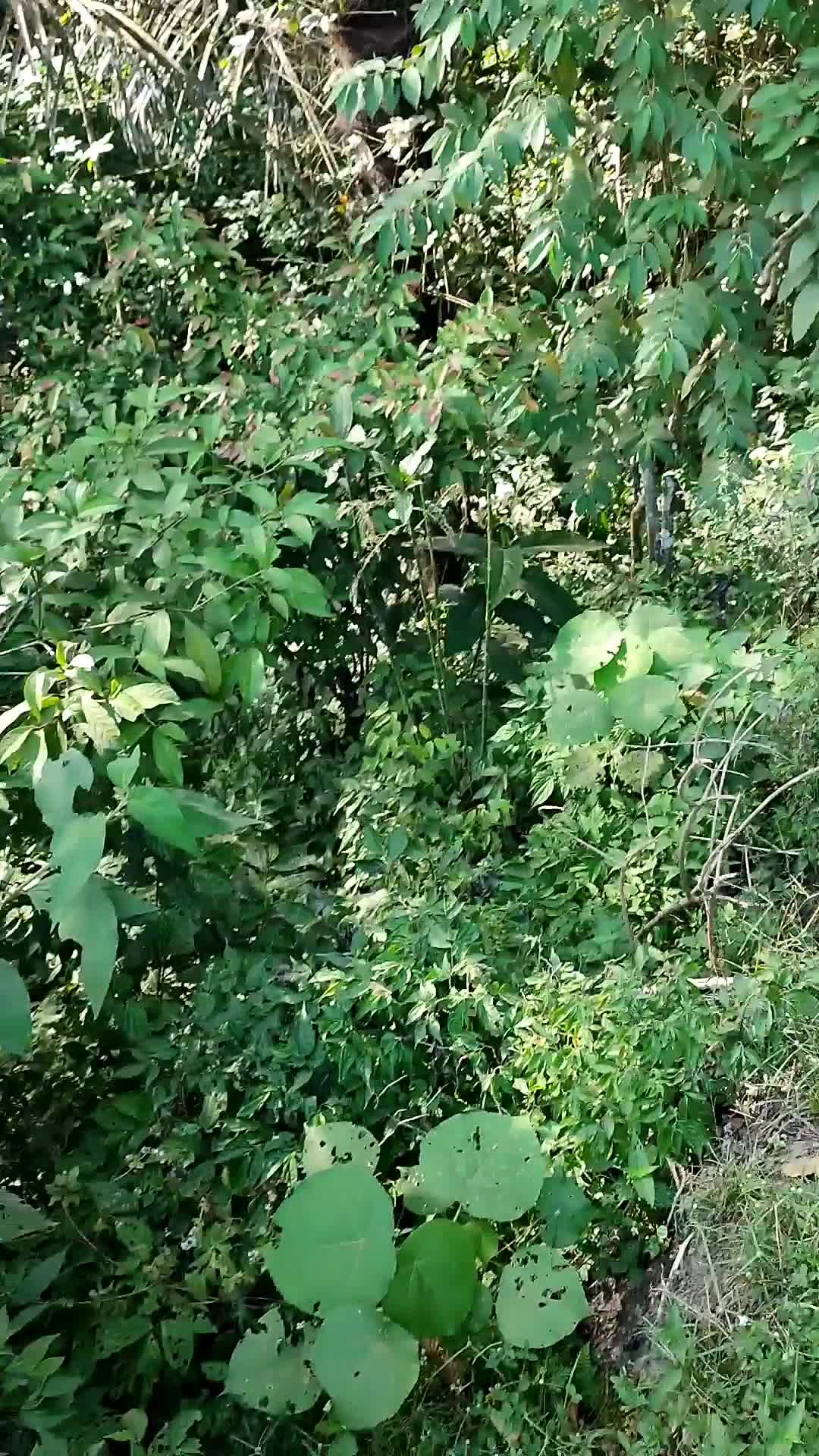 @refdo rahman
