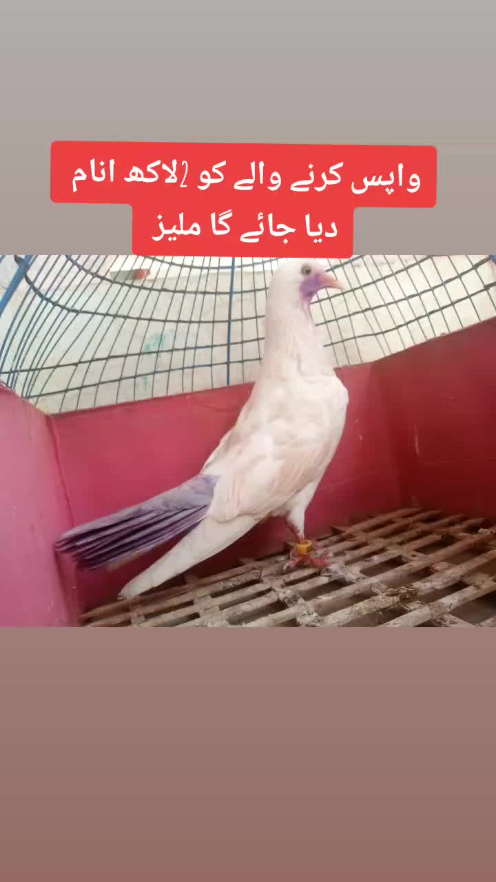 @kaboter Bazi10eb