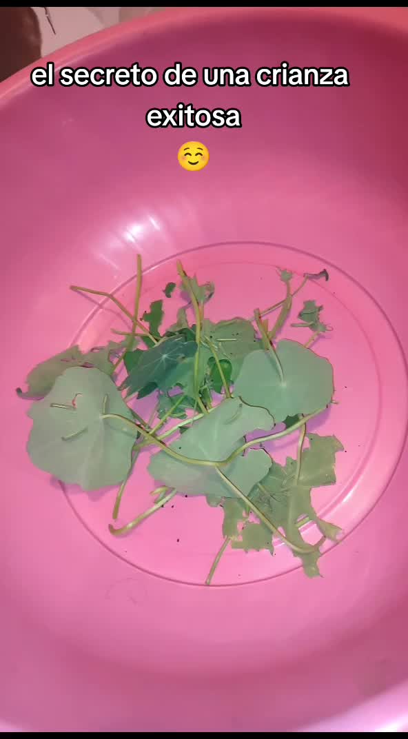 @Mariposas_EddVi