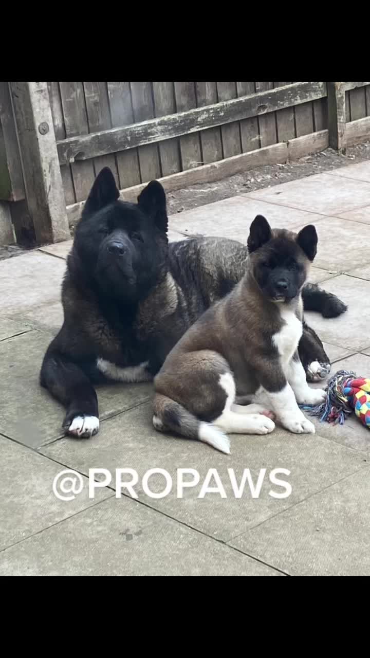 @🐾 PROPAWS 🐾