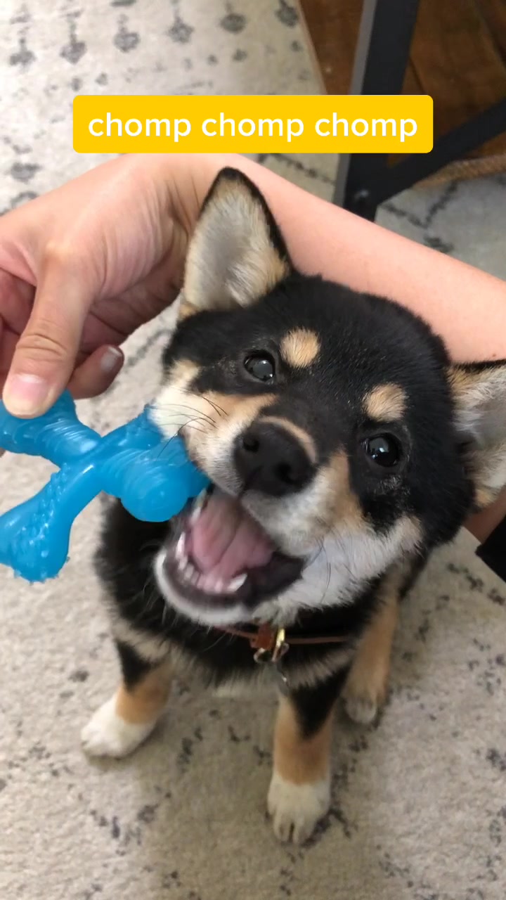 @Zoe the Shiba Inu