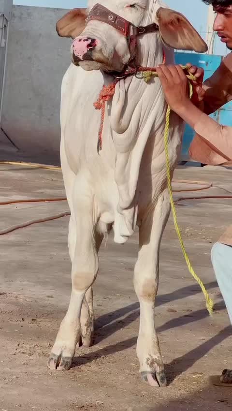 @user82159261514