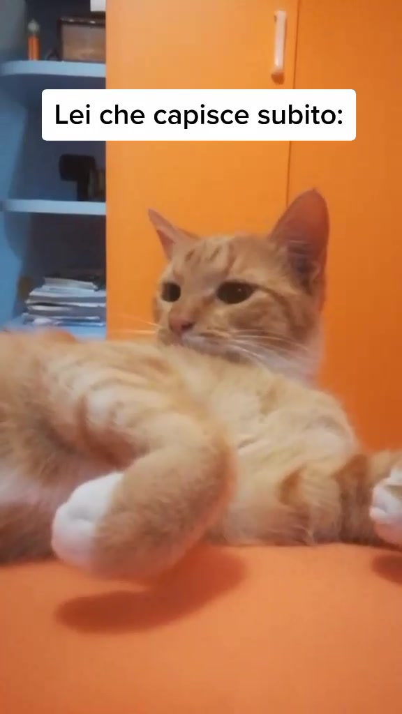 @Miele🐱🐈