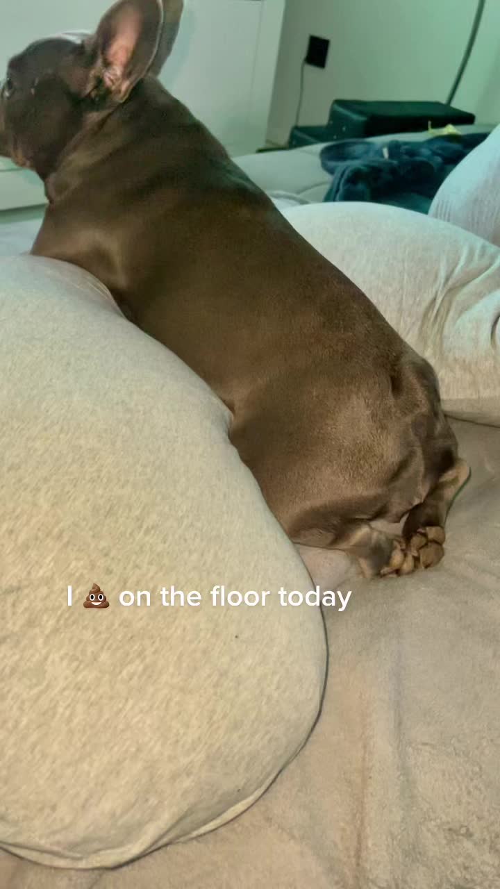 @Cookie 🍪 French Bulldog 🦴