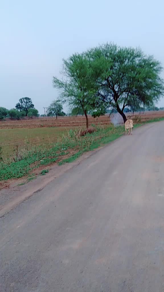 @Mr. Suryabhai 22