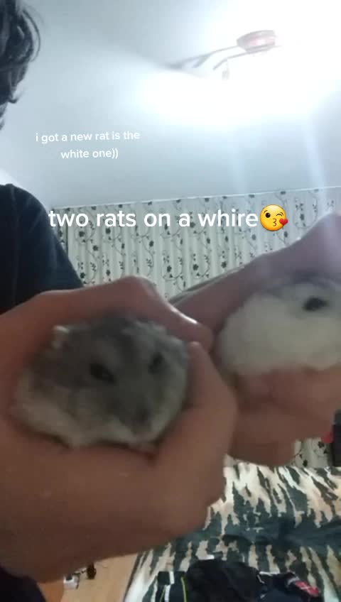 @pigeon