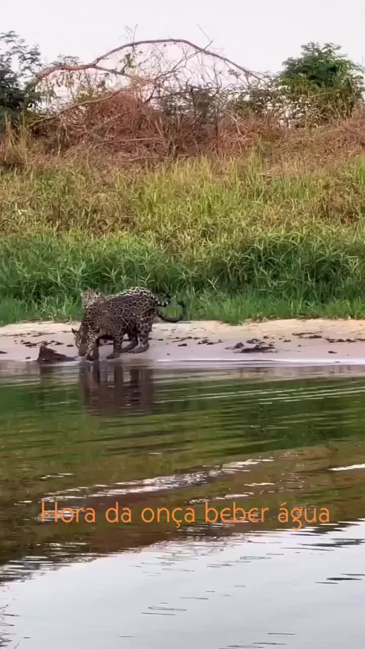 @Pantanal Sul-Matogrossense