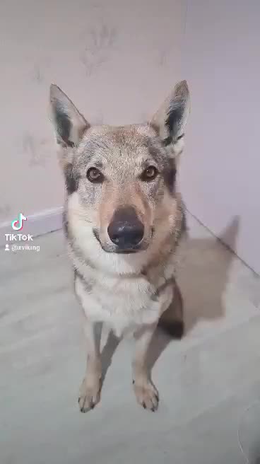 @Pipou