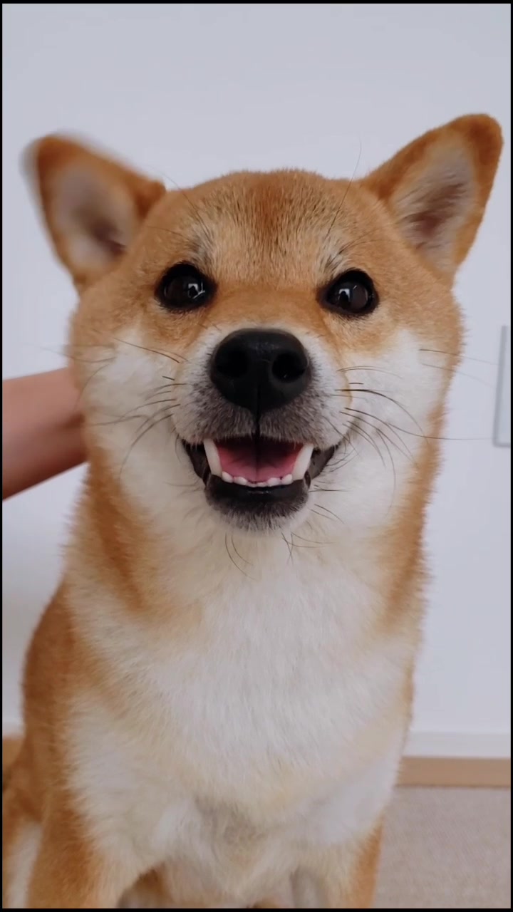 @柴犬コマリ