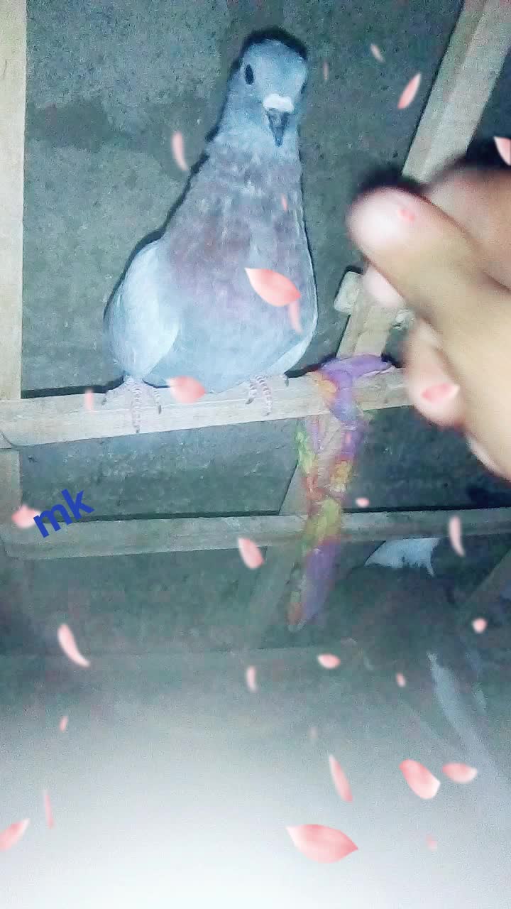 @muradhkhan236
