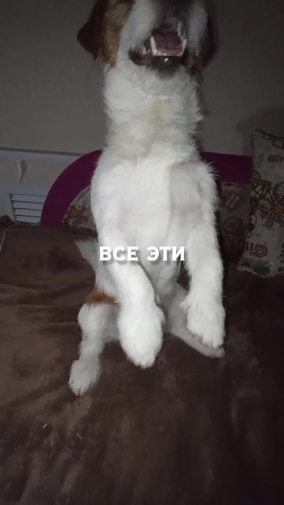 @Тигрёнок🤫