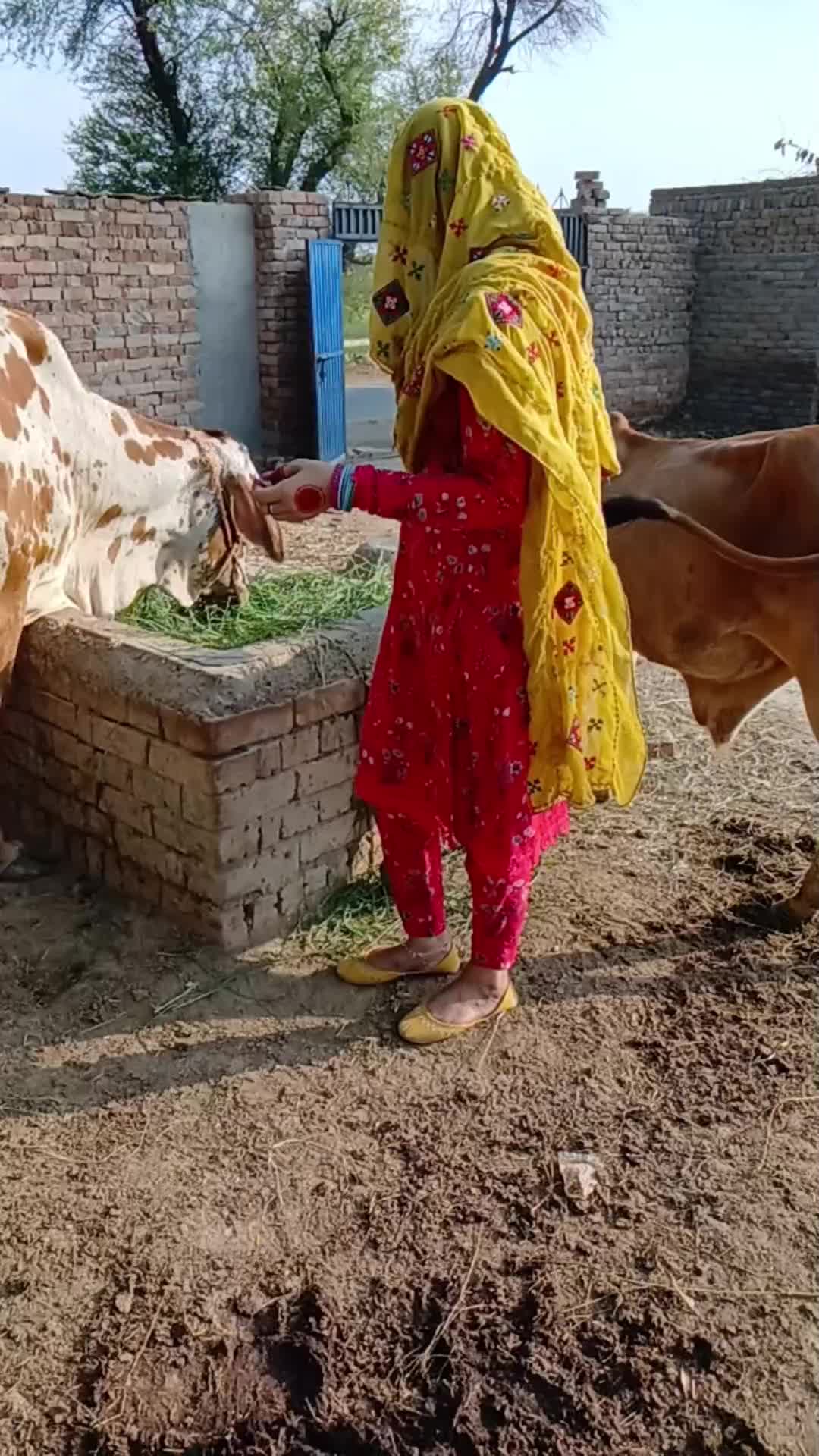 @zimal khan saraiki 9612