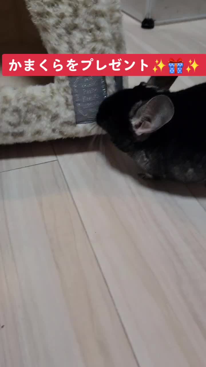 @チンチラプー子