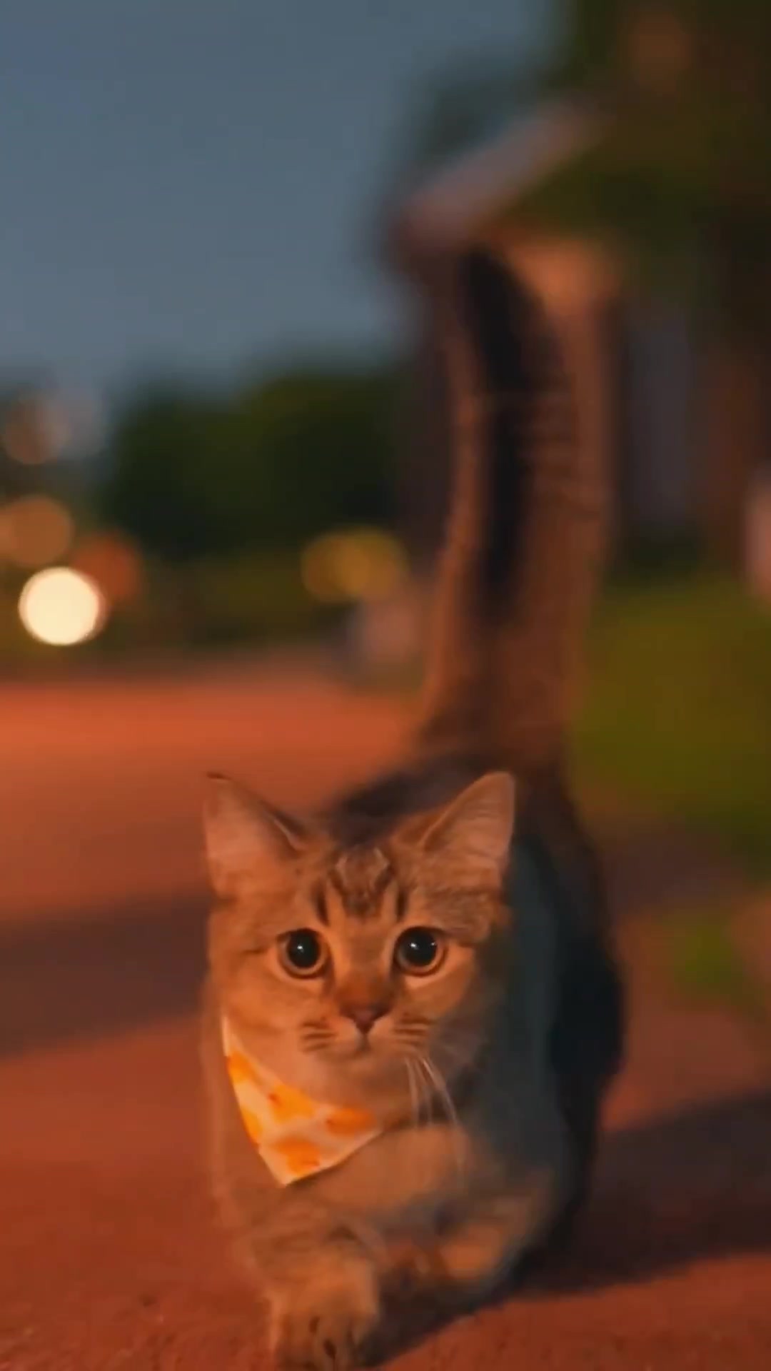 @ourpetsfriends