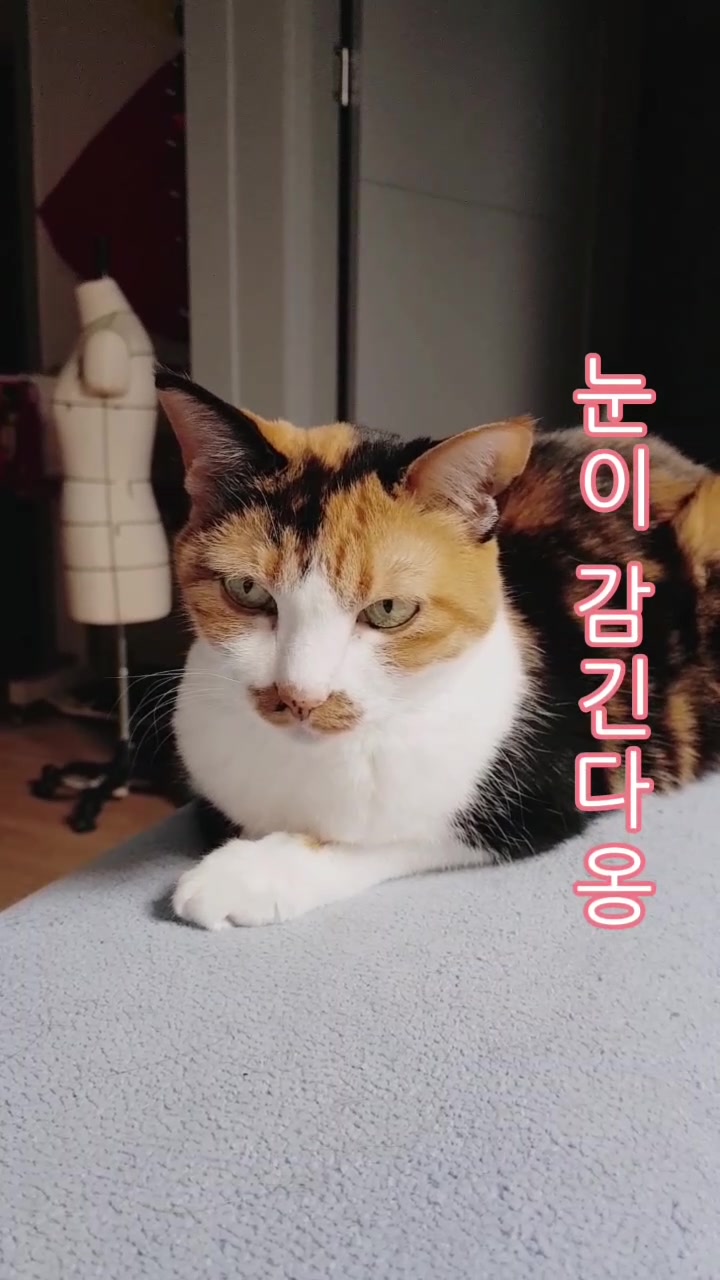 @곰고양이 Bearcat