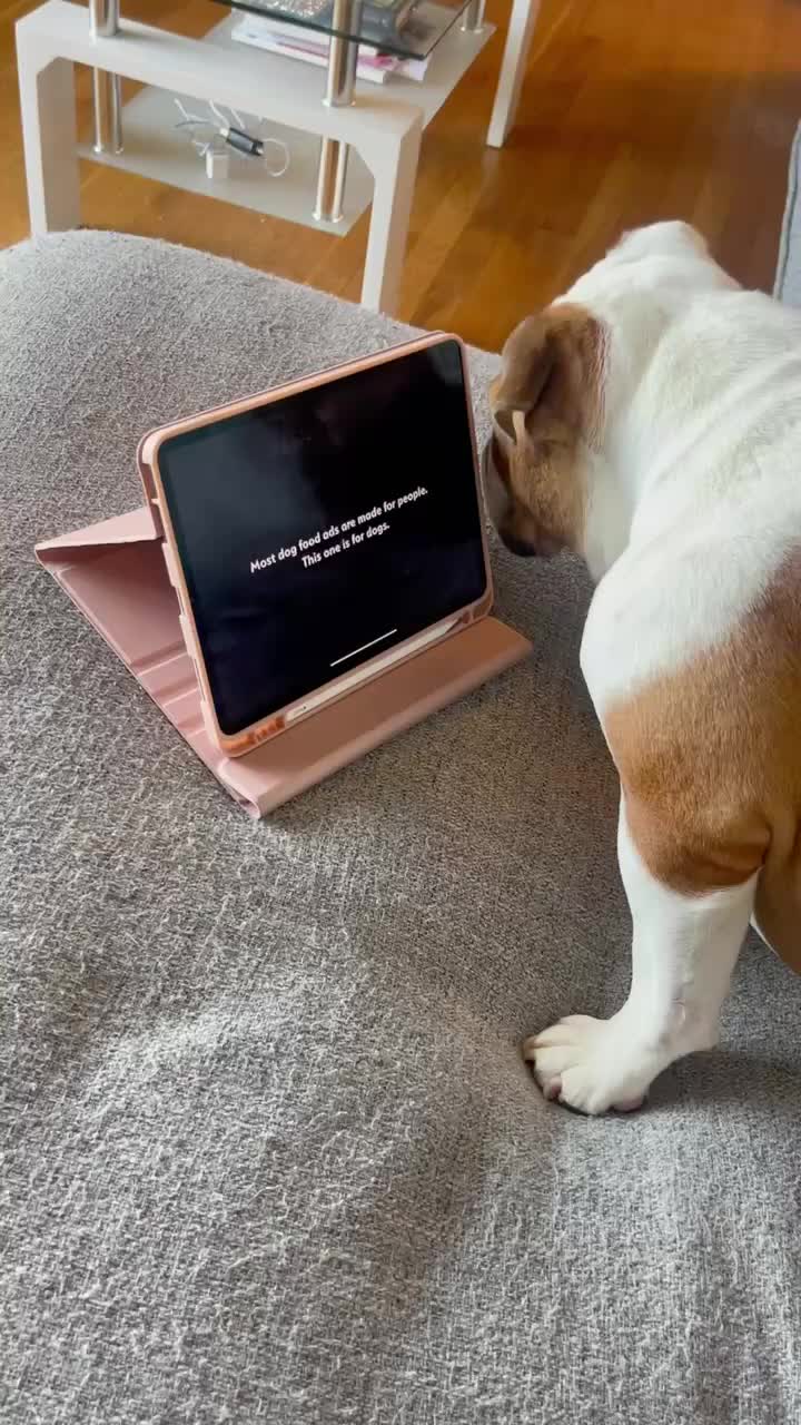 @Stubby The Bulldog