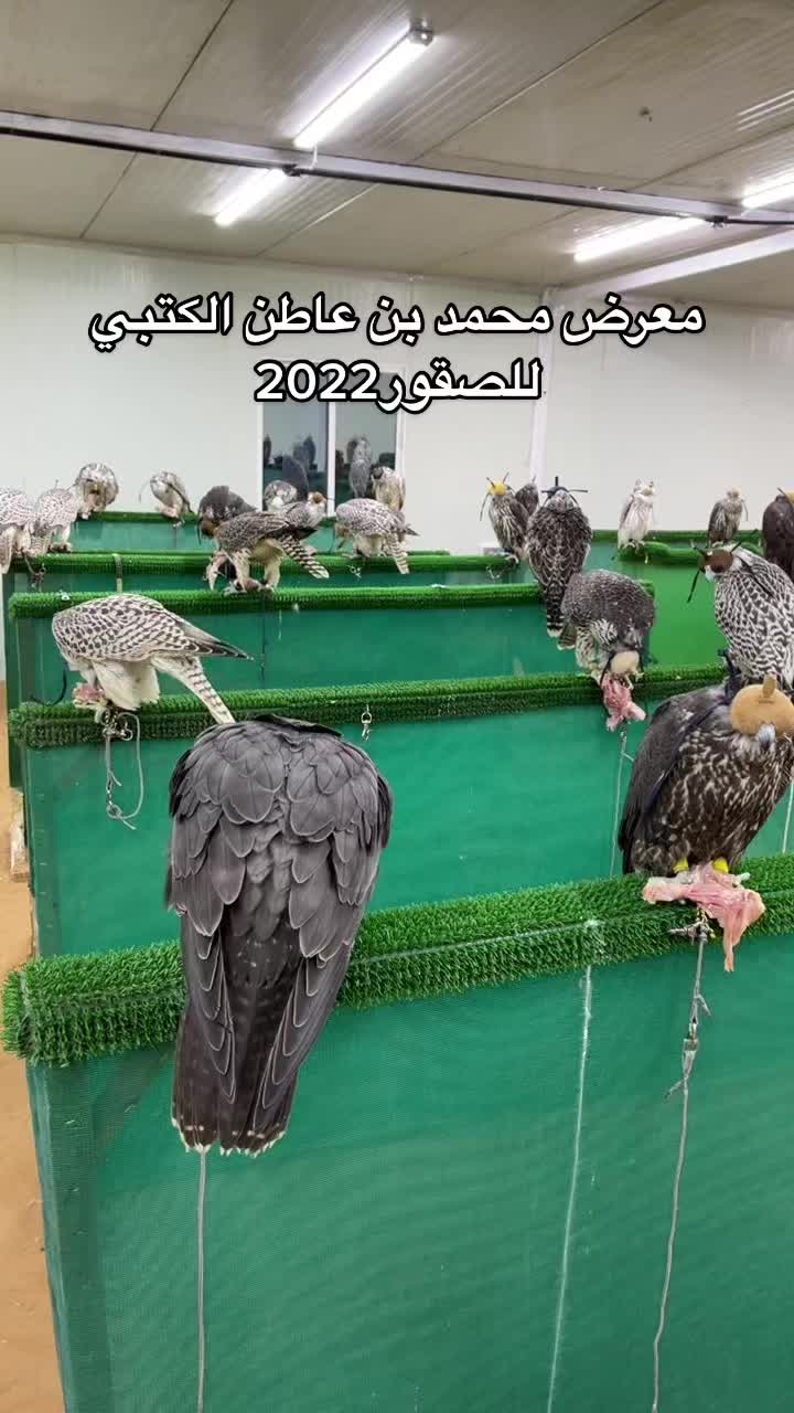 @محمد بن عاطن🦅
