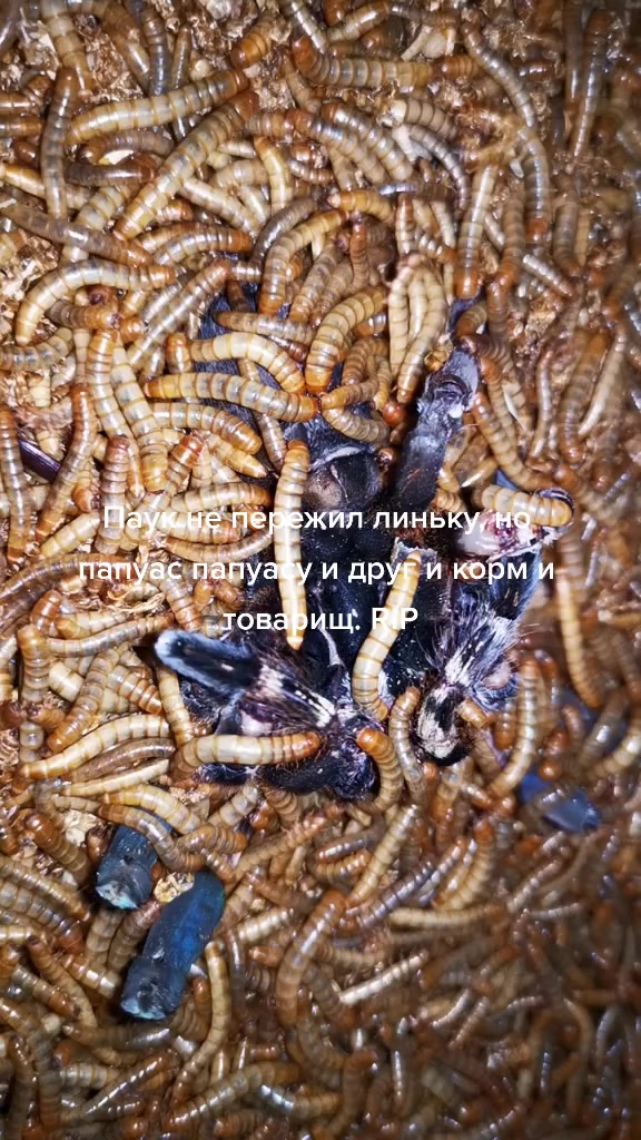 @angry_spider