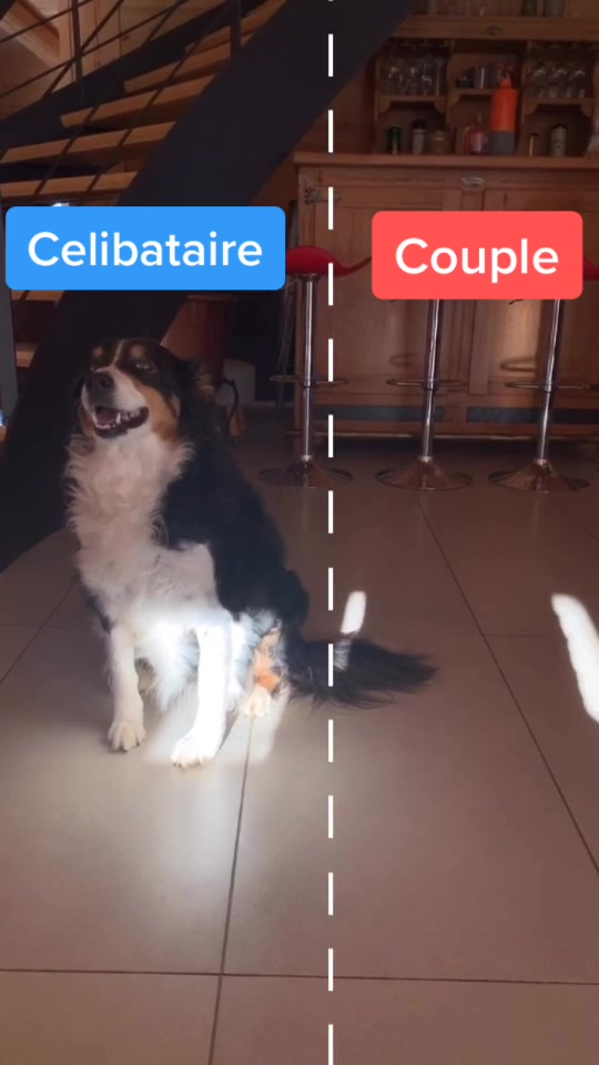 @Chocolats Le Chien