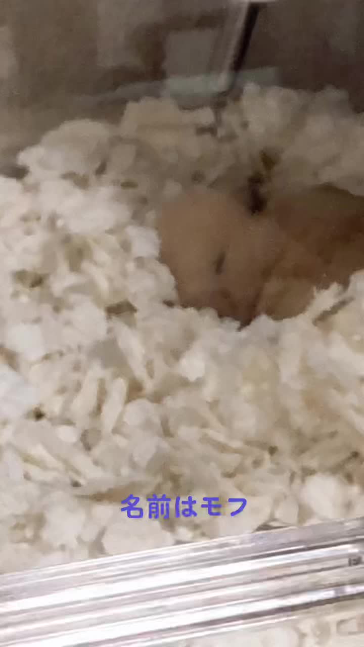 @クッキーモンスター