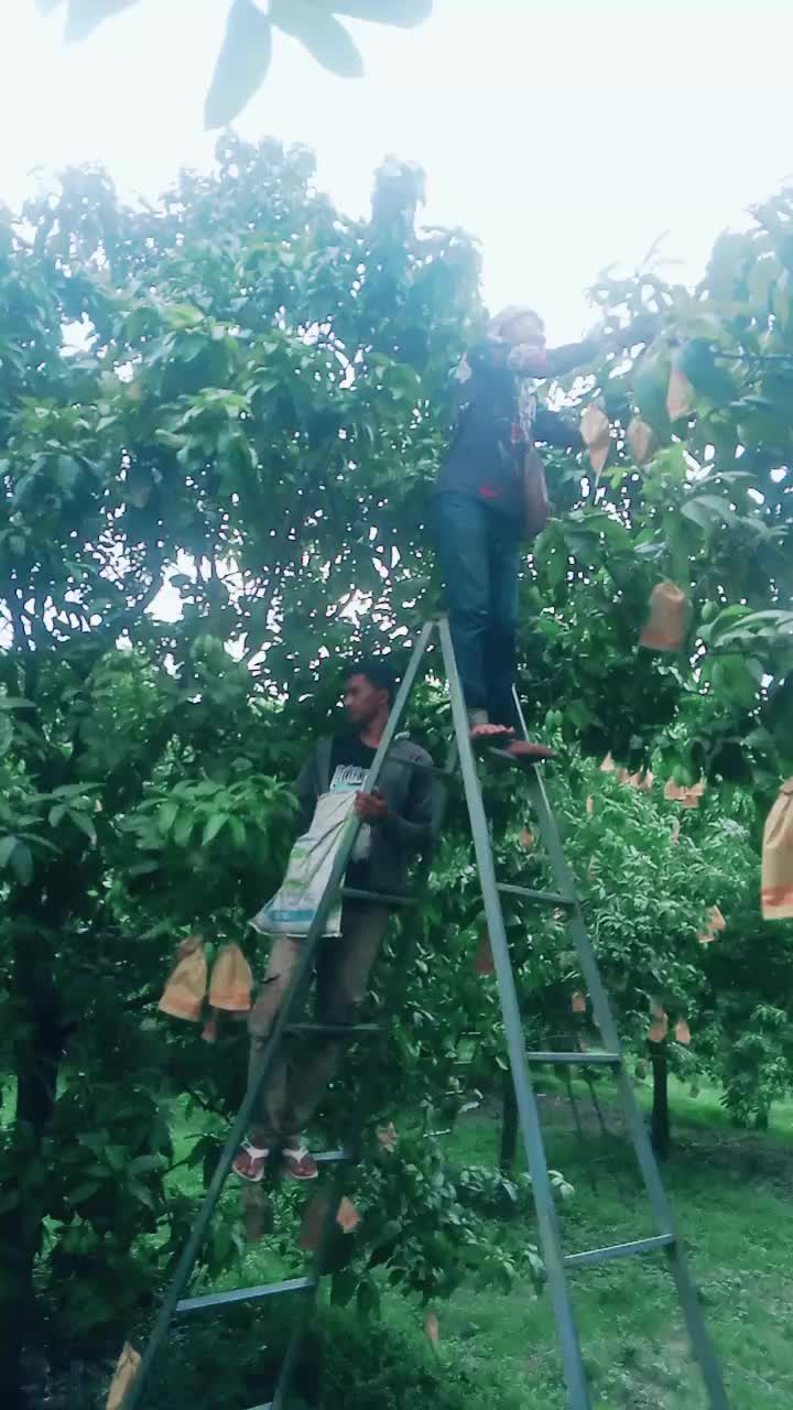 @Dong Dong