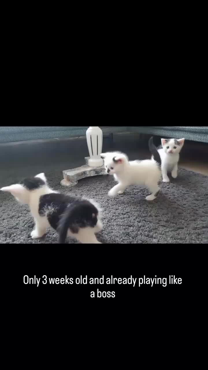 @Dutch Kitten family