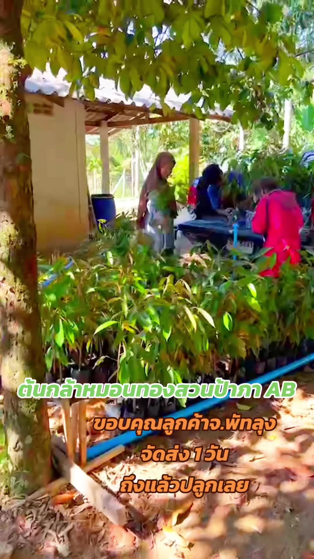 @ปลาเก๋า อายุน้อยทำสวนทุเรียน