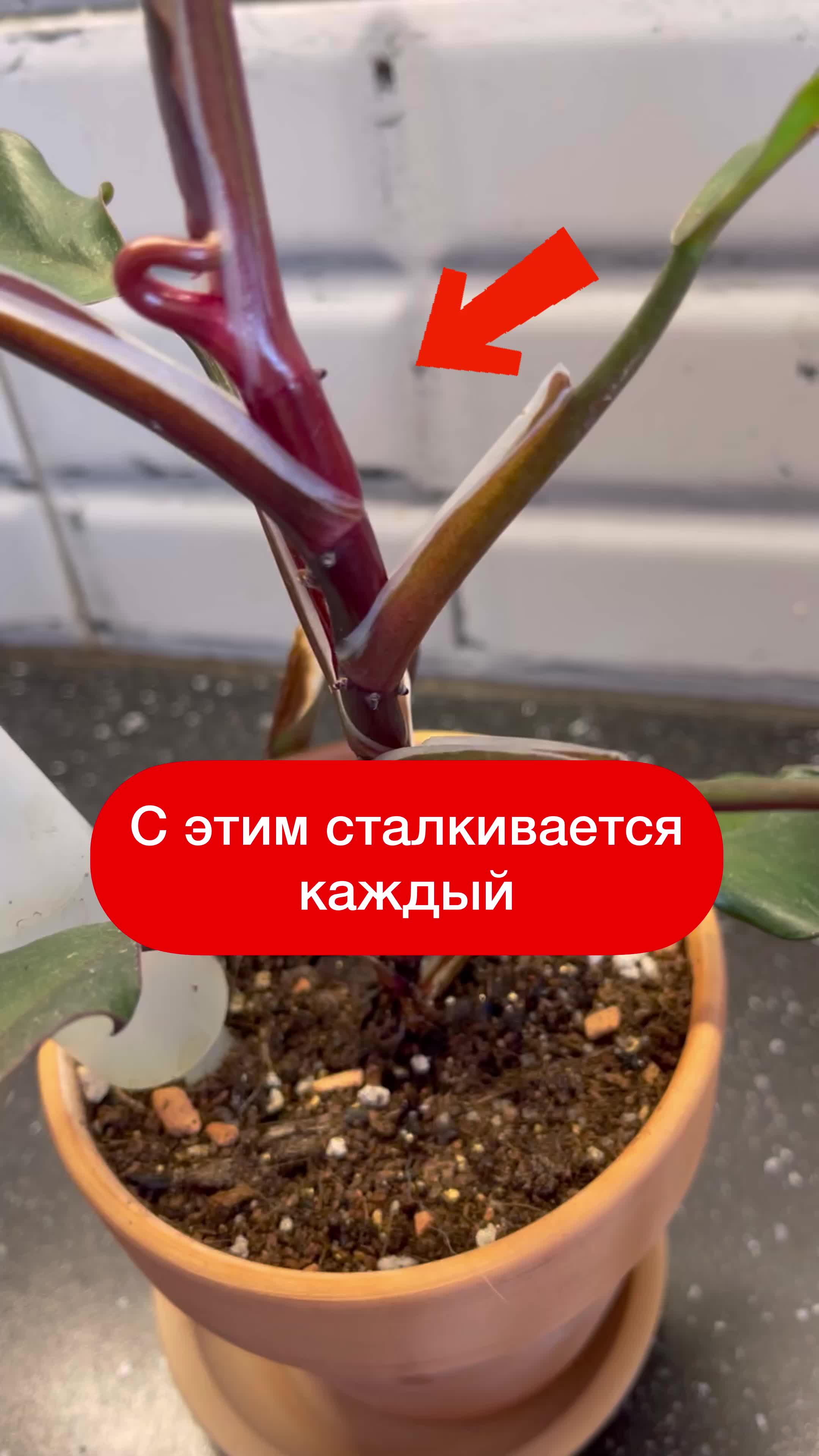 @Елена 🌱 Рай можно купить