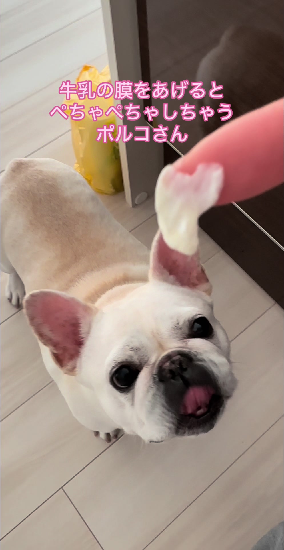 @フレンチブルドッグのPorco(ポルコ)🐷