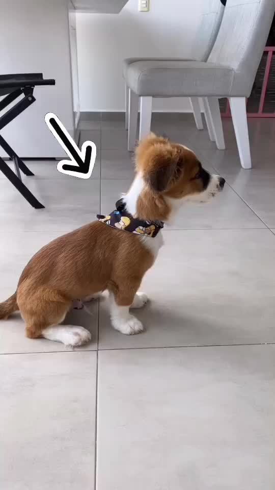 @SAM 🐾🦴