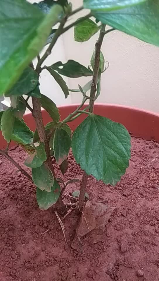 @sowmya