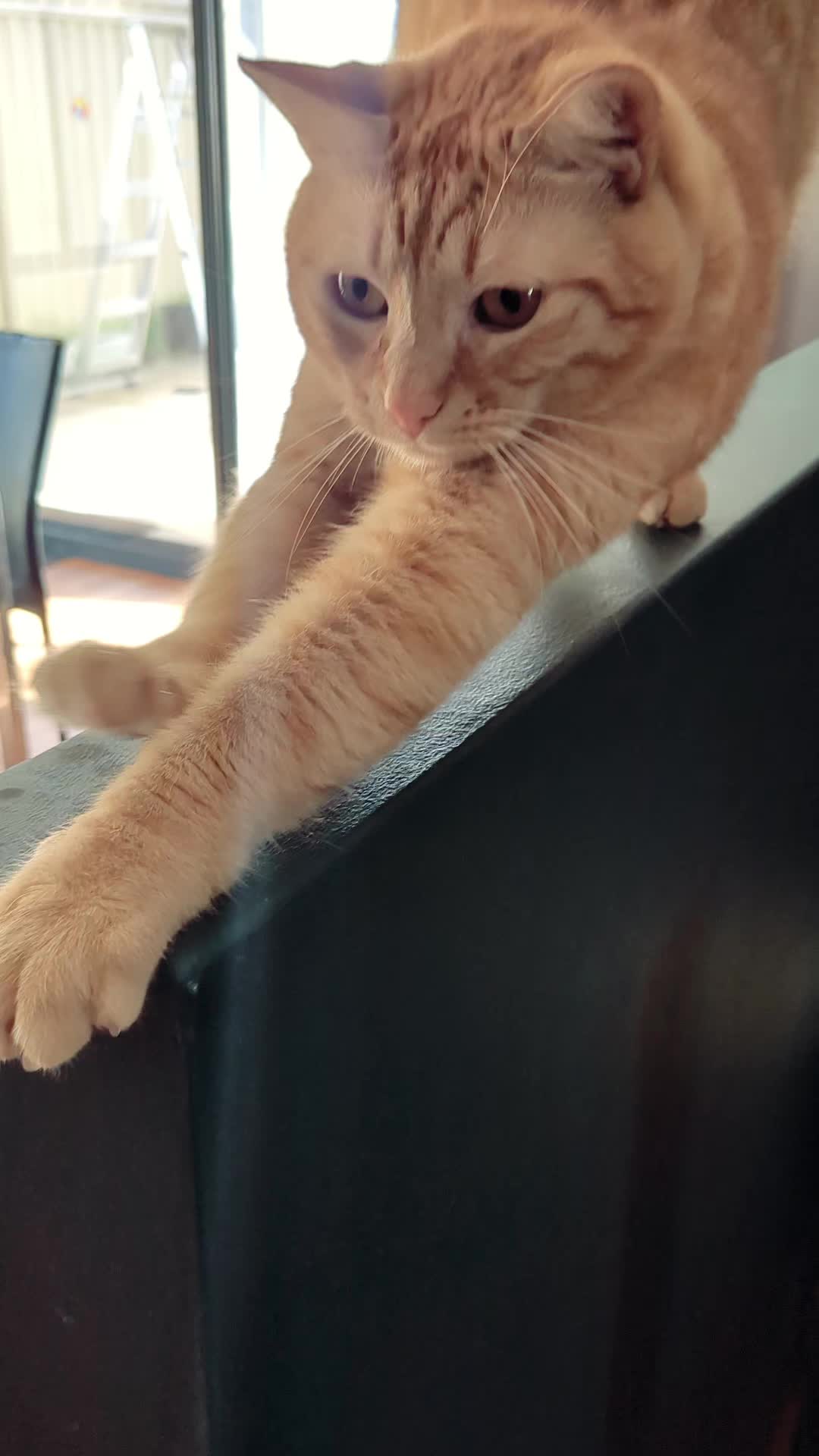 @Gingerninger_cat2021