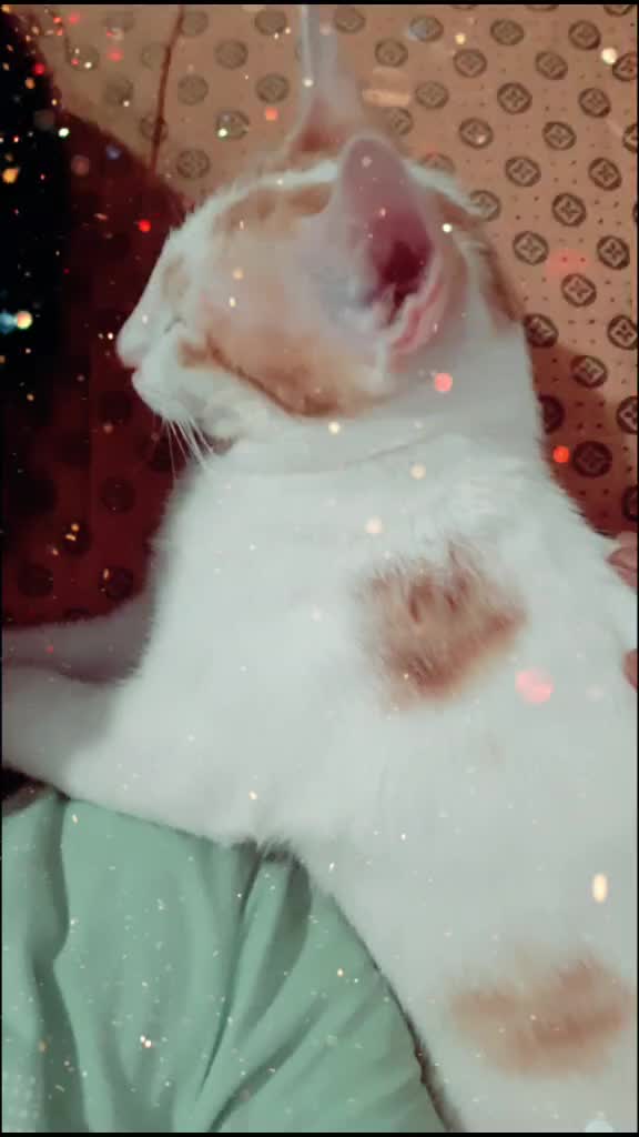 @cat girl