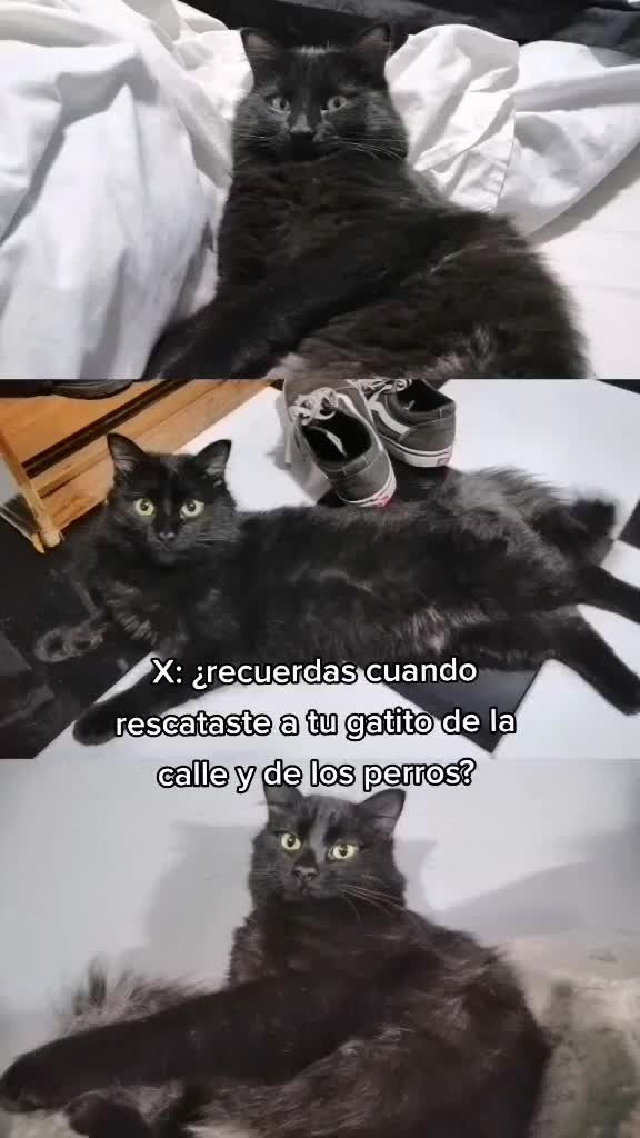 @TenshiDelRey