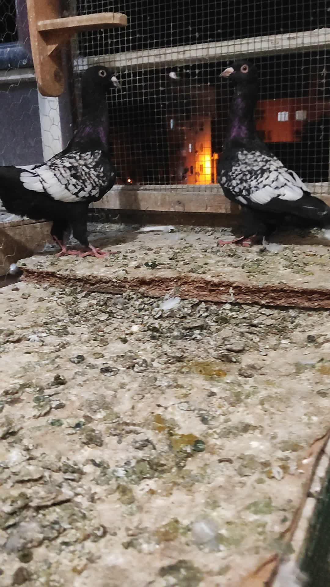 @M&uuml;sl&uuml;m Kırmızıateş