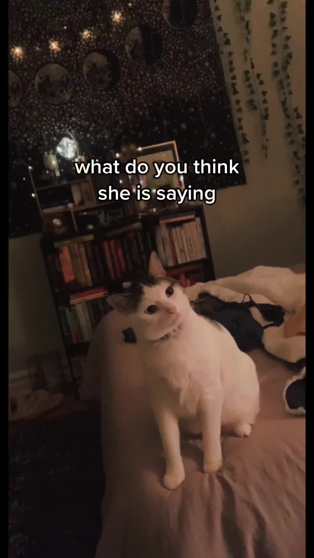 @nova’s the cat
