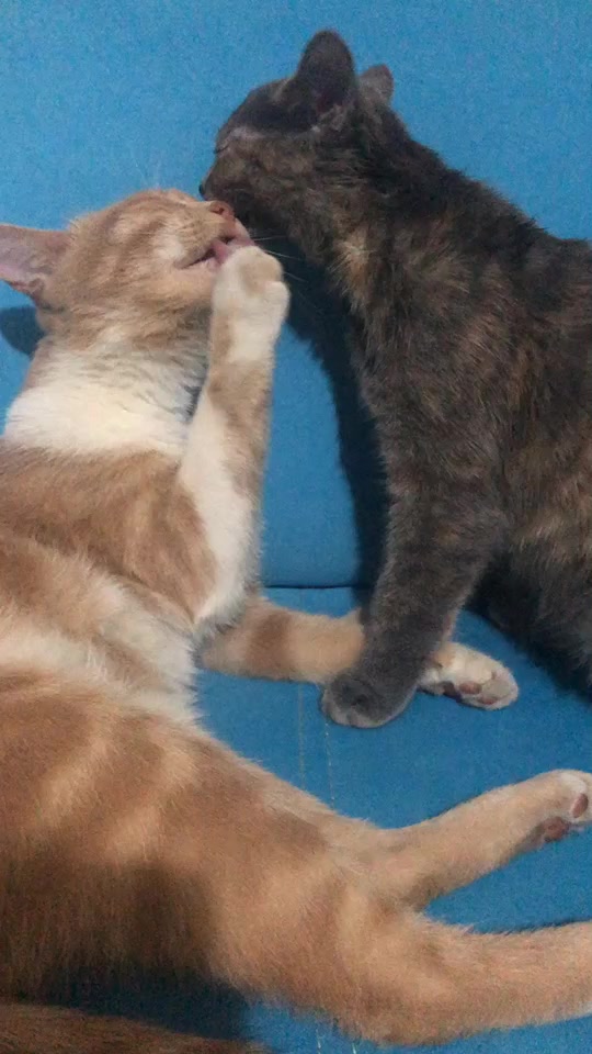@Boncukun hesabı