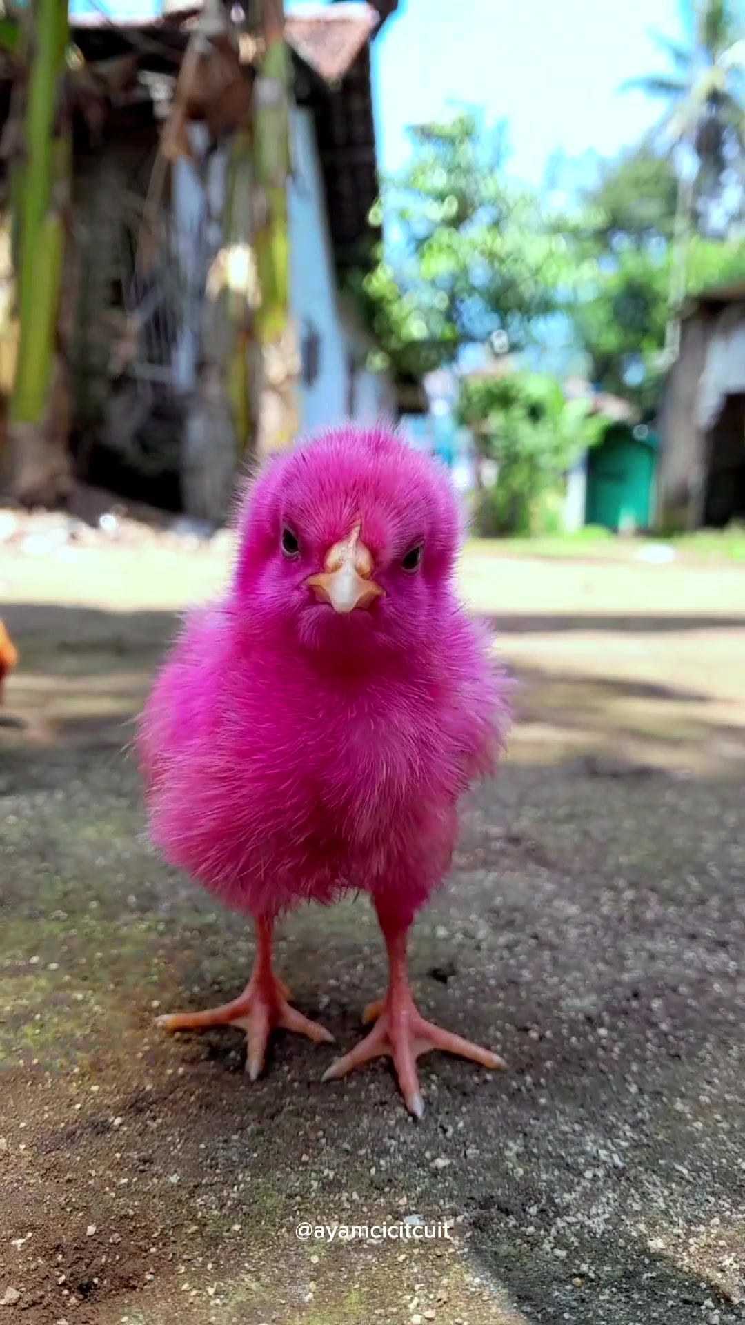 @Ayam Cicit Cuit