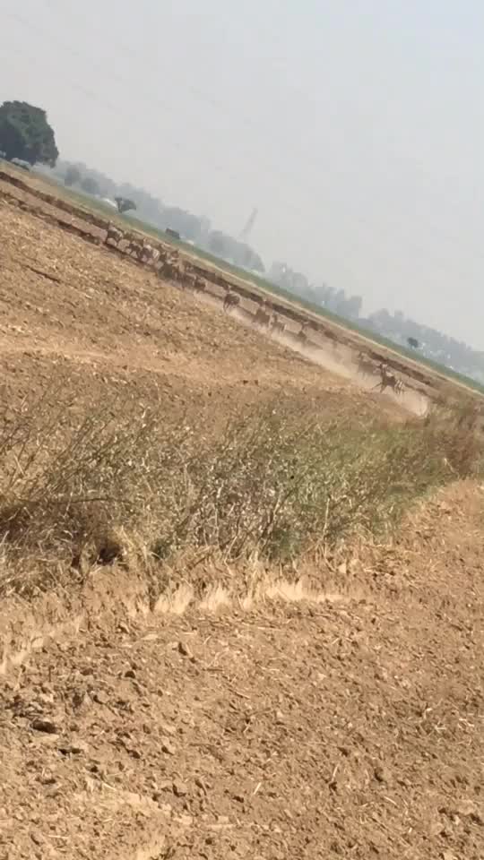 @چیما سمان