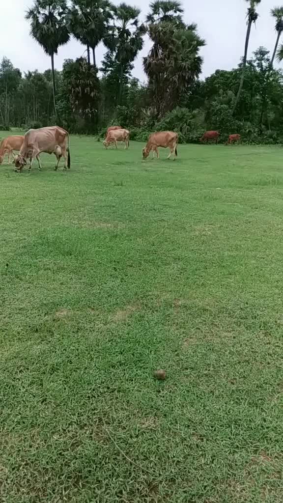 @Naidu Kalla