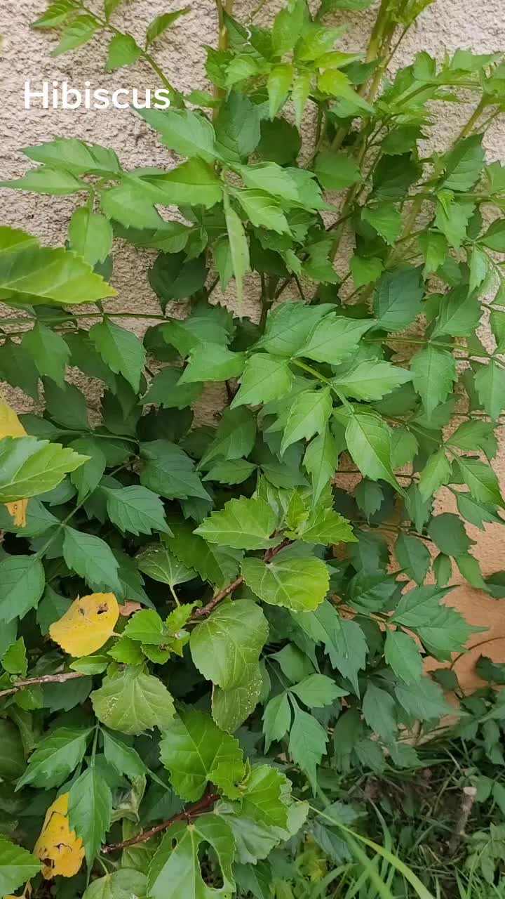 @go&eacute;land.dz