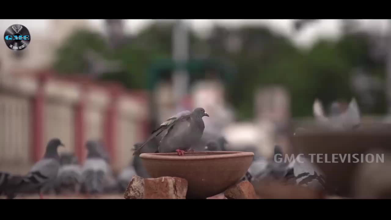 @Ch Srinivas Yadav