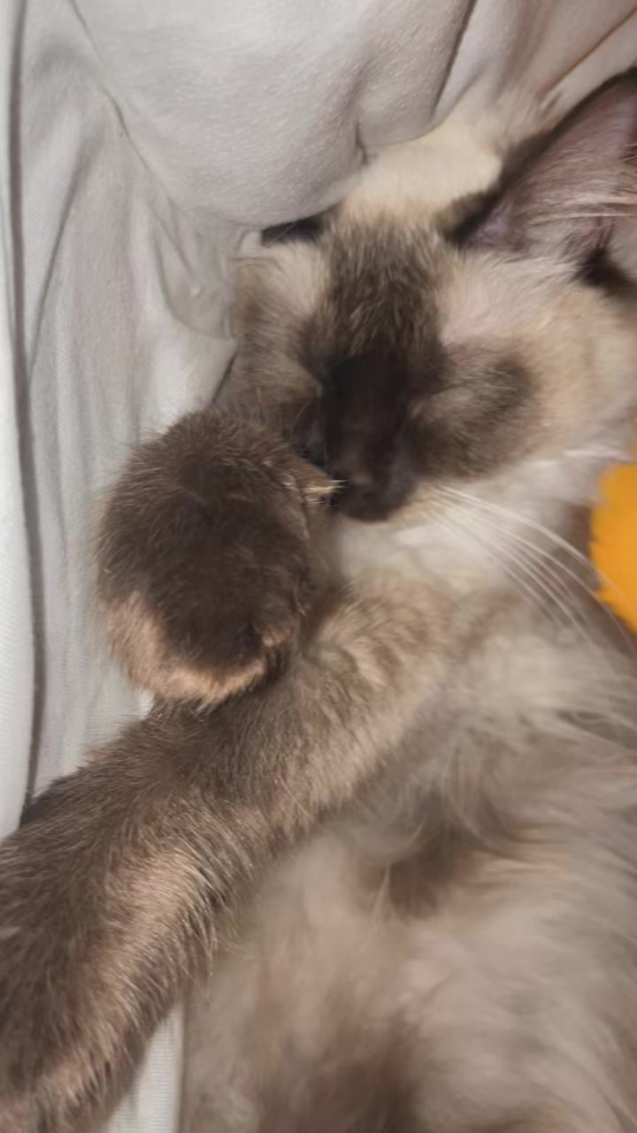 @brunokitten