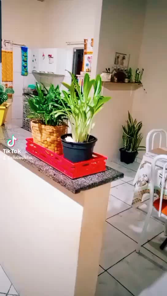 @Silvana Silva