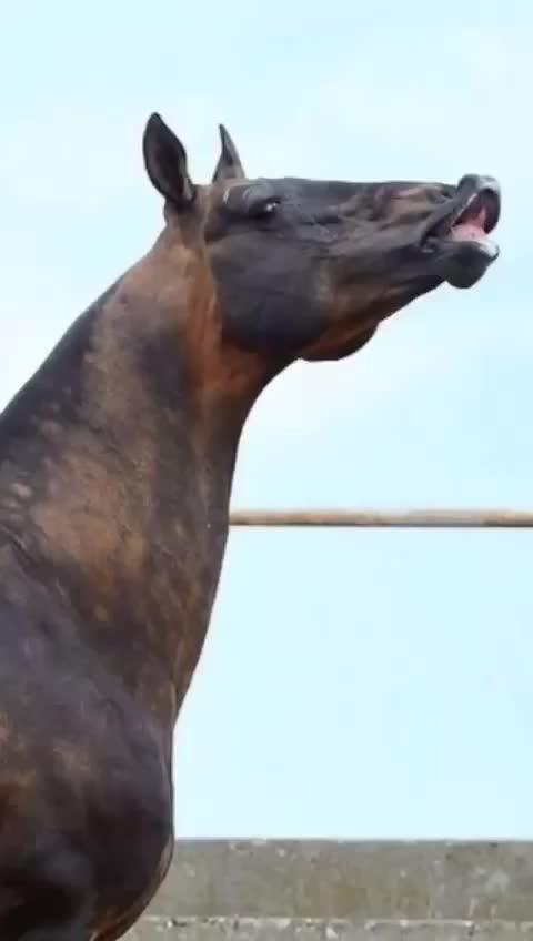 @tarki_horses05