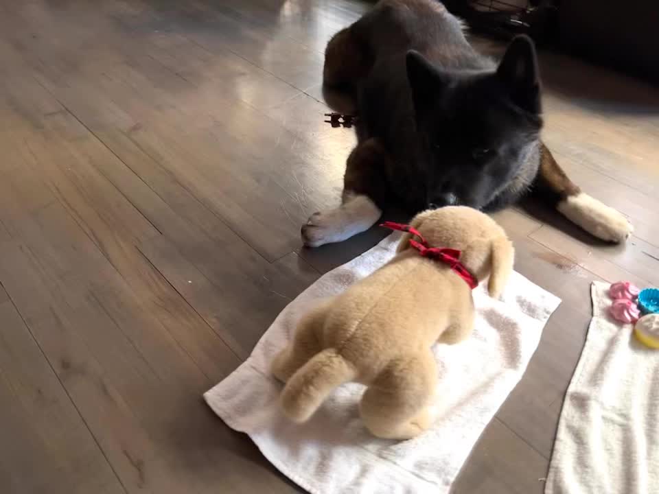 @Akitas.shiba.w